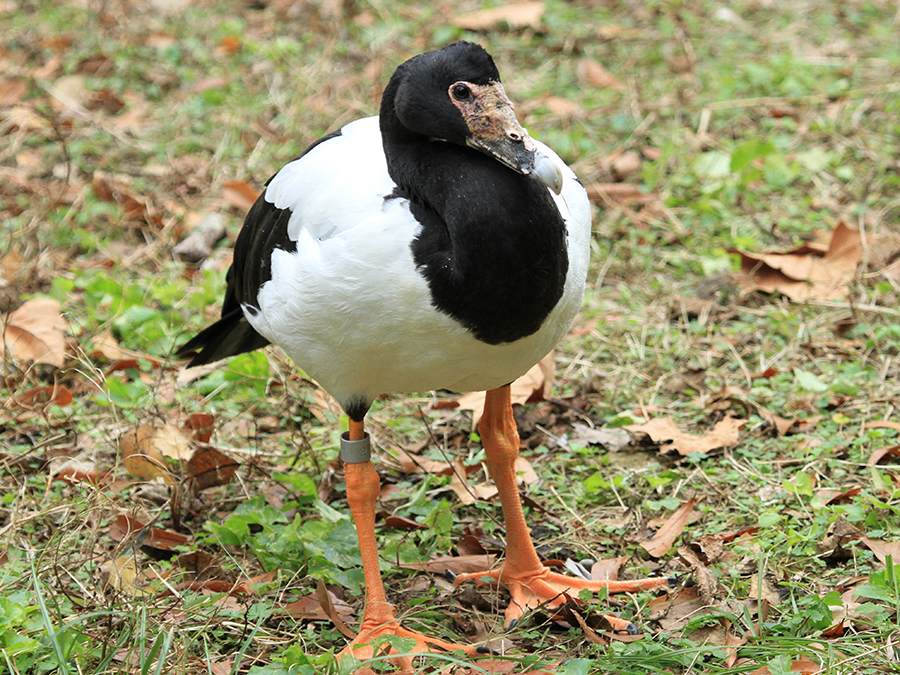 magpie goose