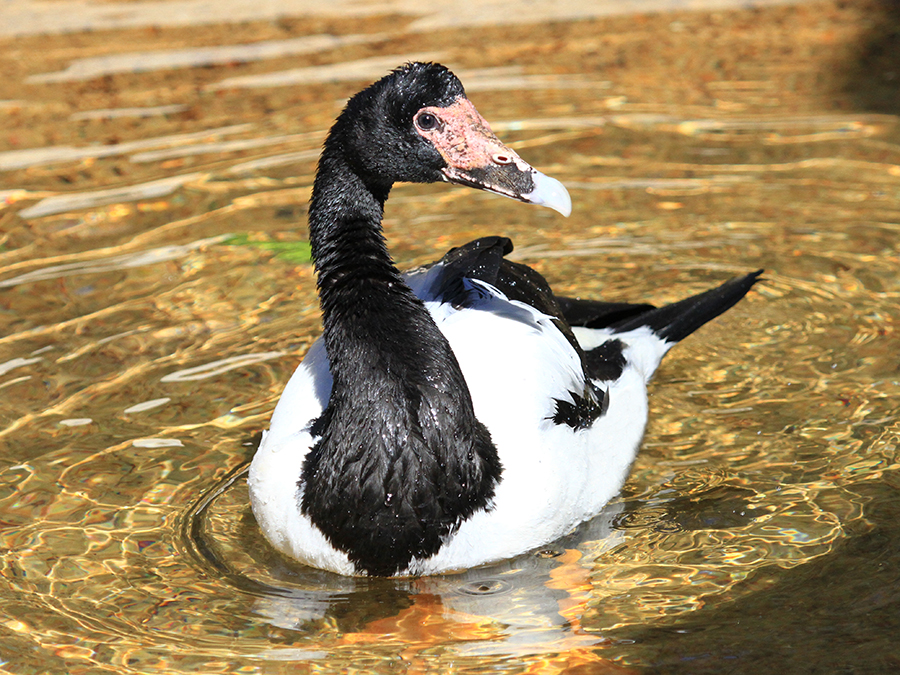 magpie goose