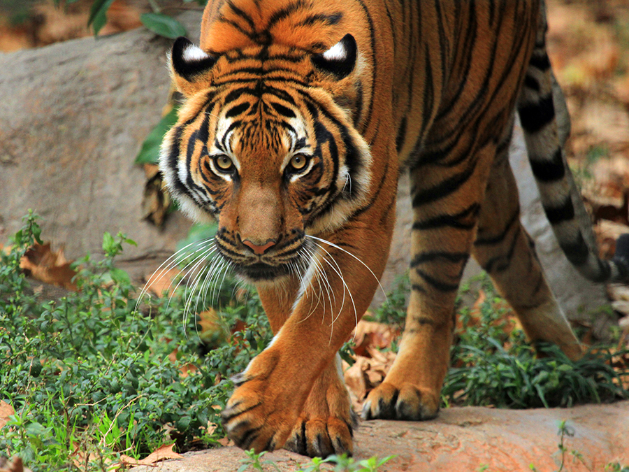 Malayan tiger