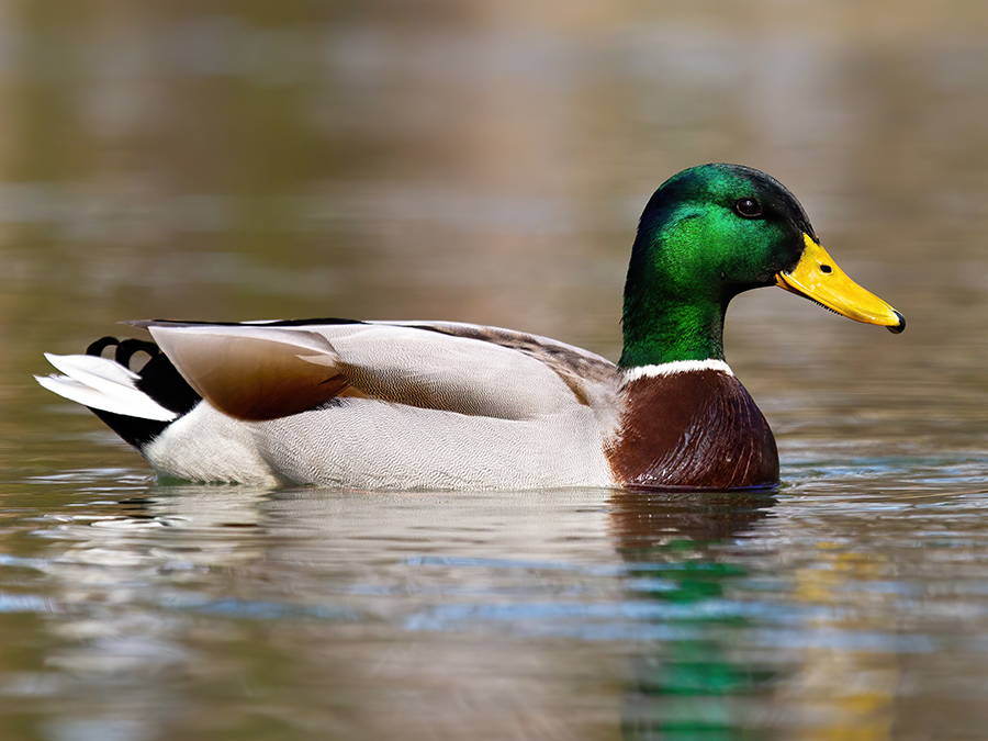 male mallard