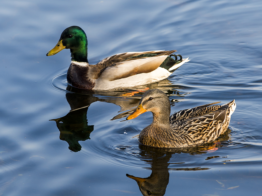 male and female mallard