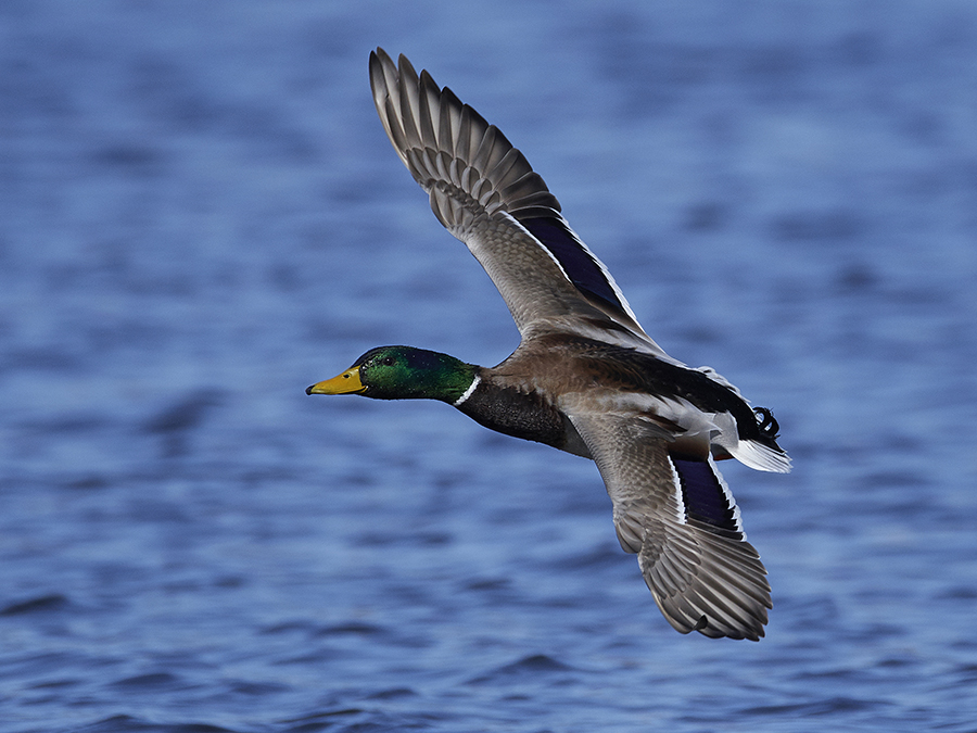 flying mallard