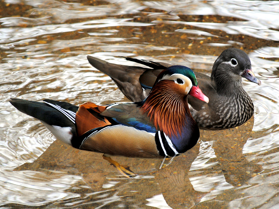 male and female mandarin ducks