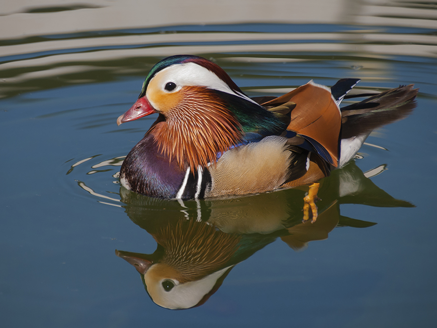 male mandarin duck