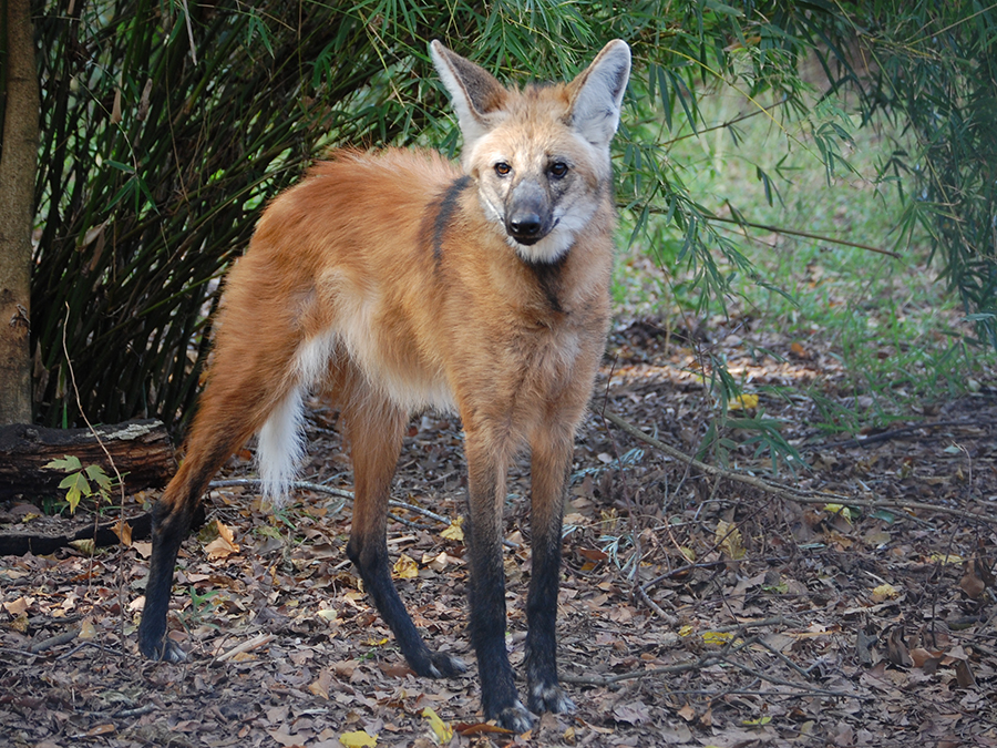 maned wolf