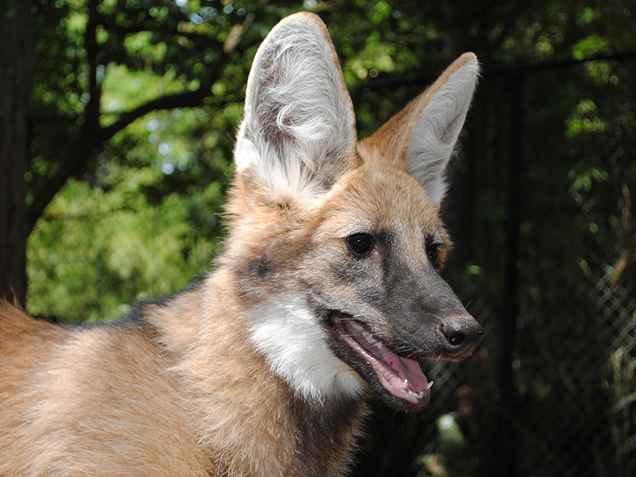 maned wolf