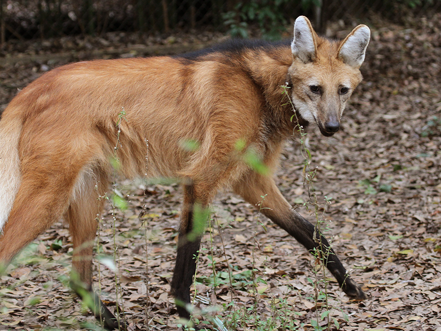 maned wolf