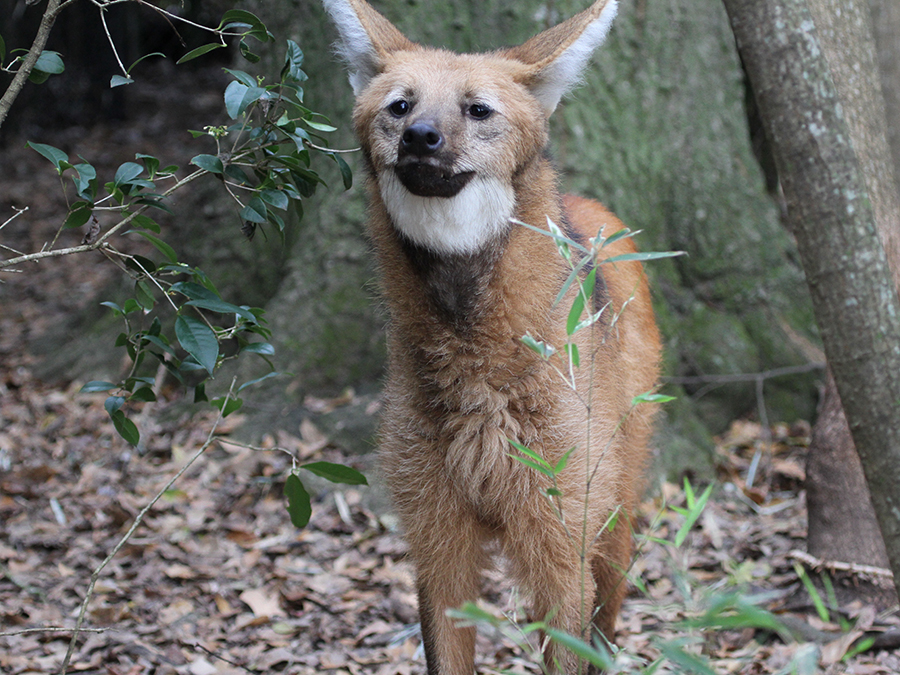 maned wolf