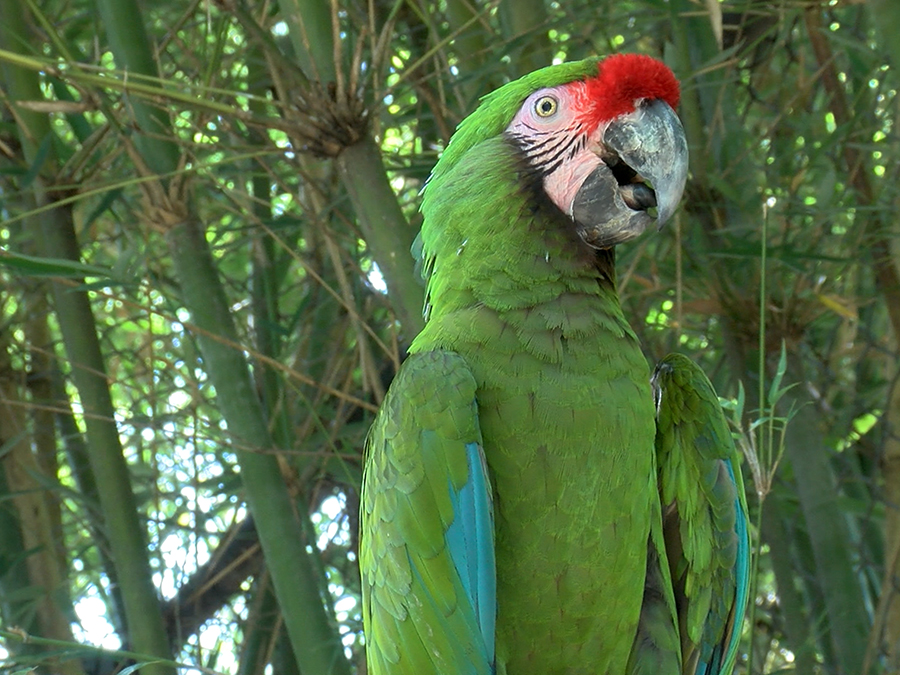 military macaw