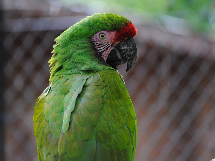 military macaw