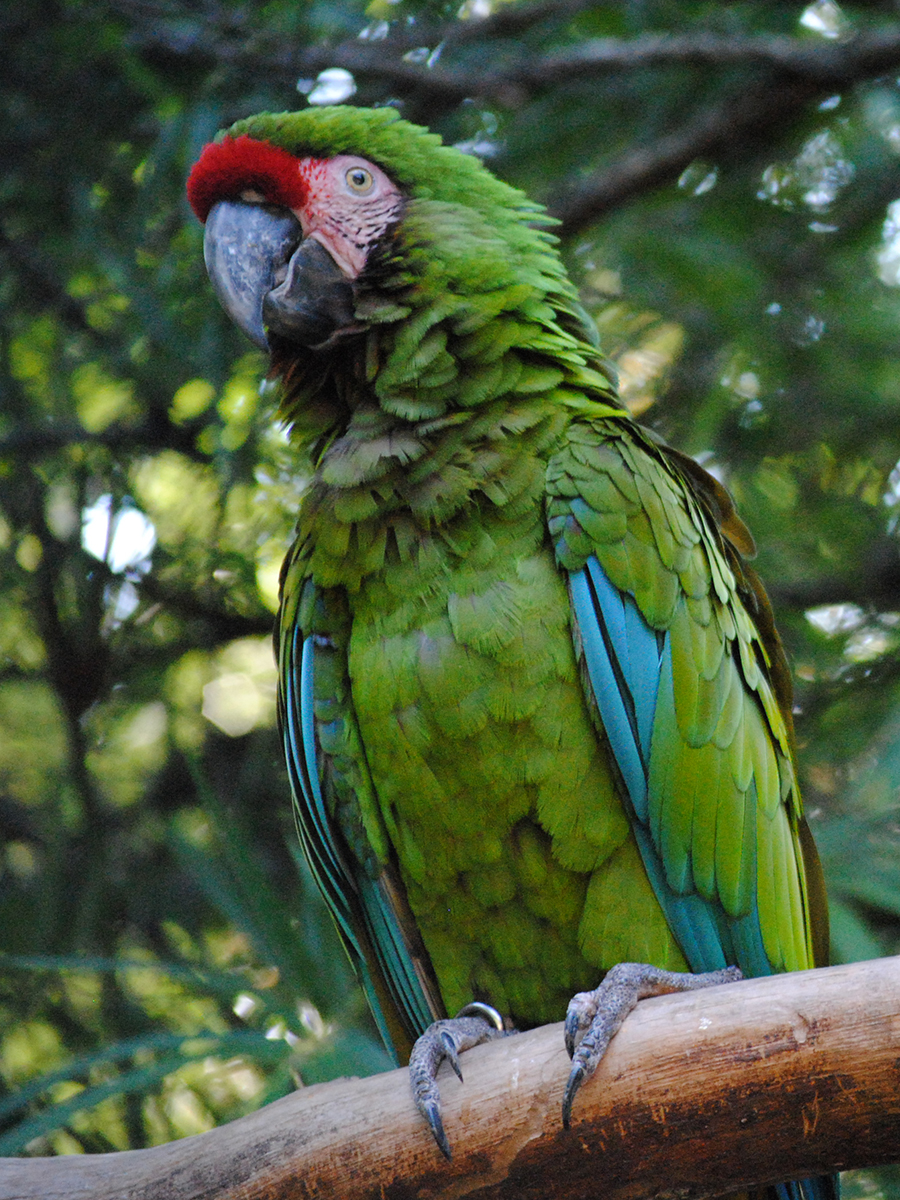 military macaw