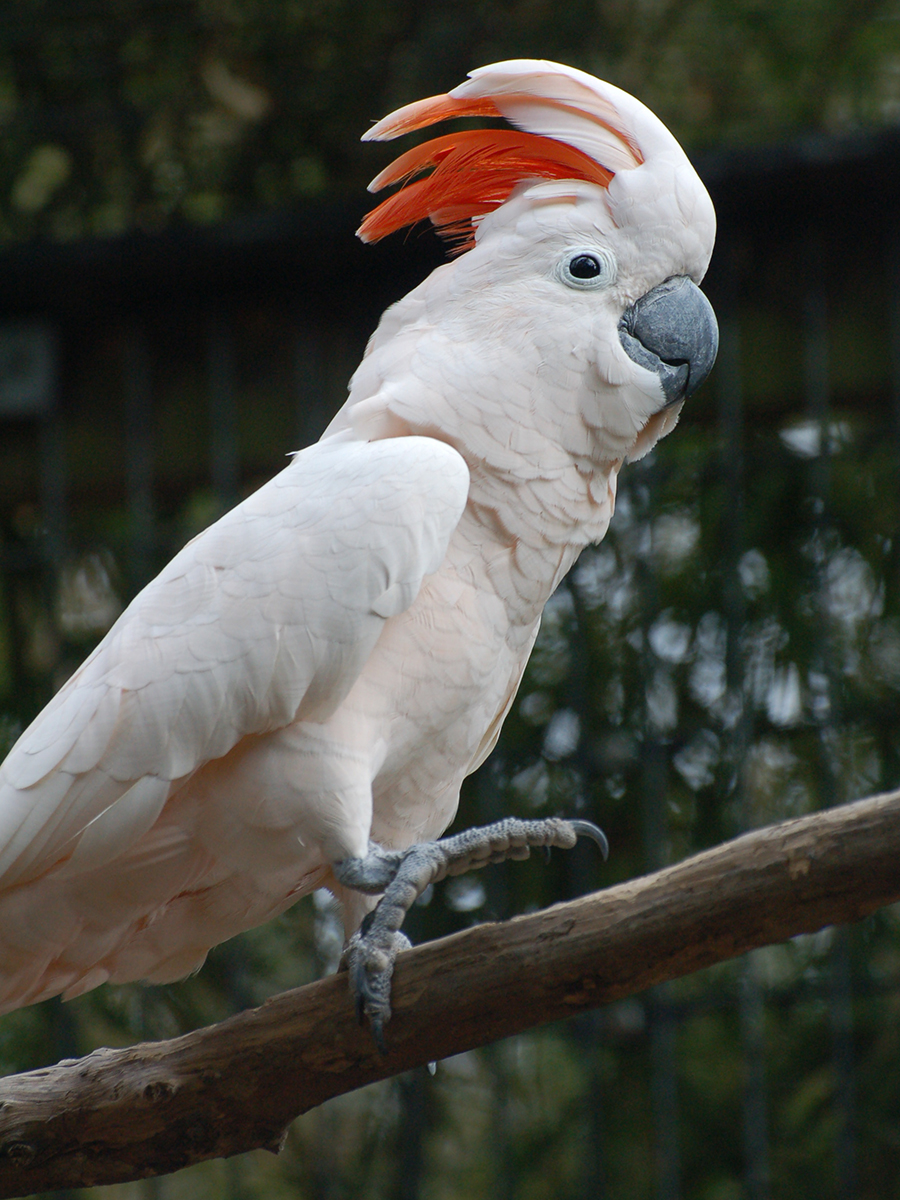 Moluccan cockatoo