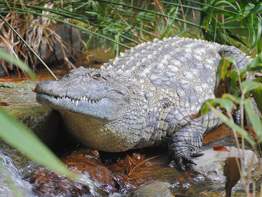 Nile crocodile