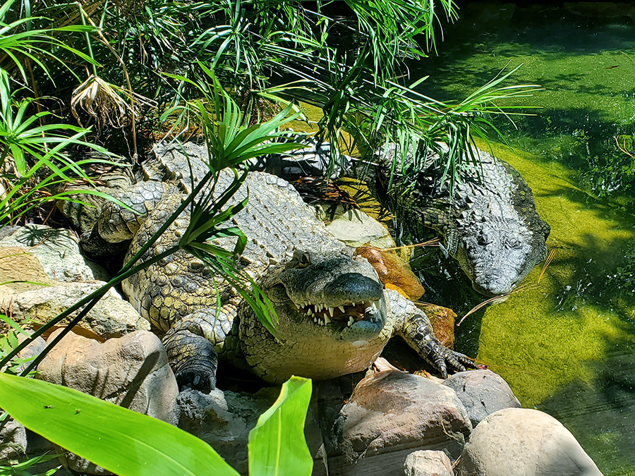 Nile crocodile