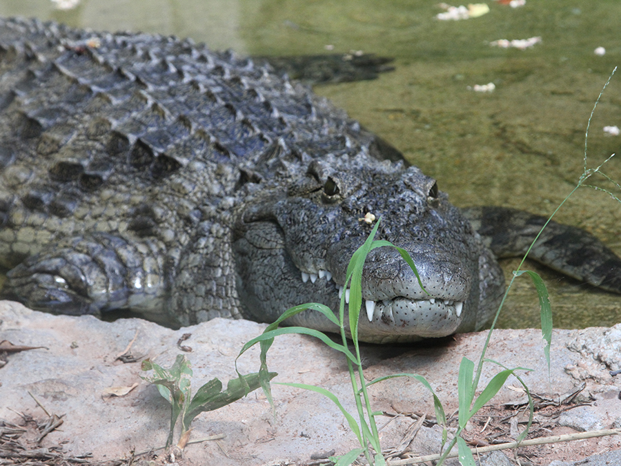 Nile crocodile