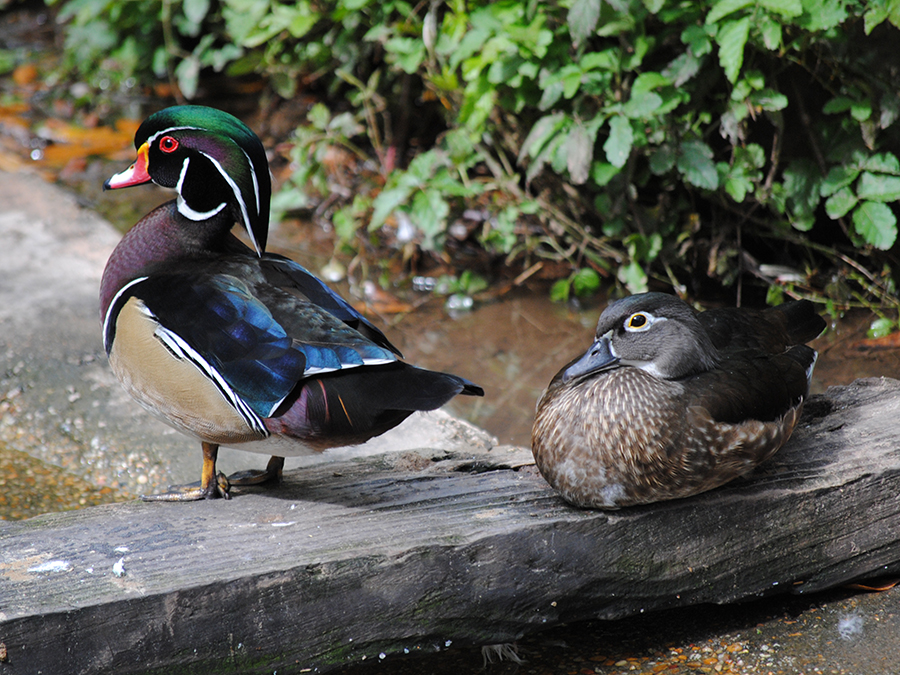 North American wood duck