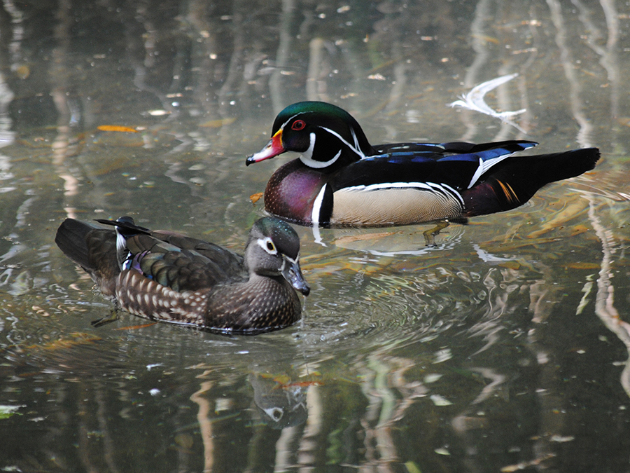 North American wood ducks