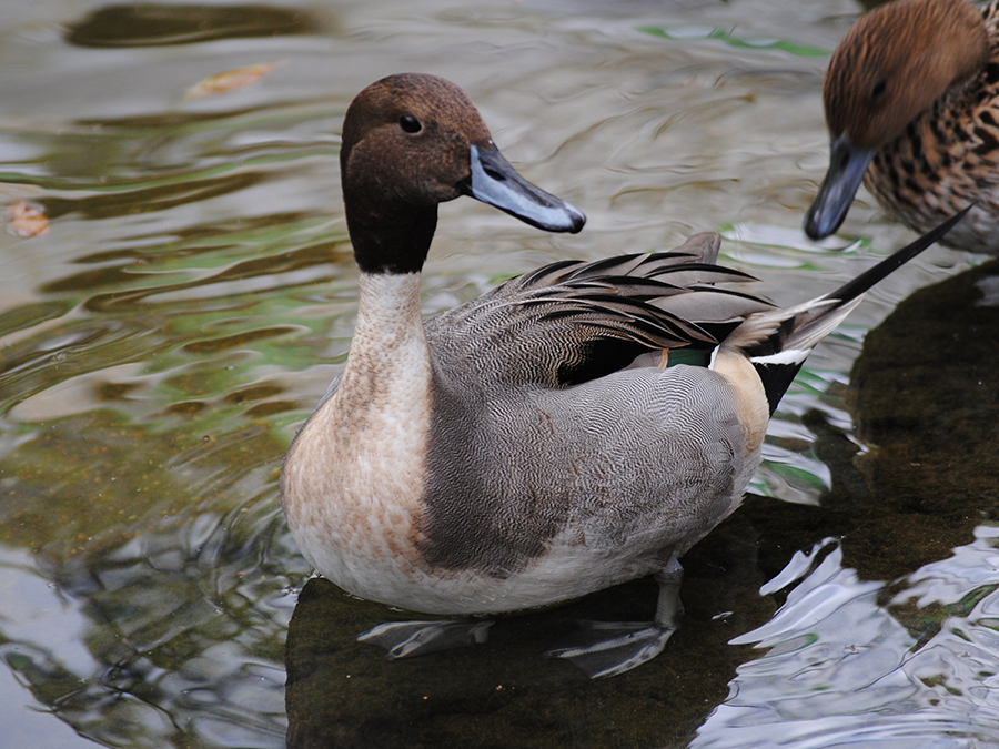 northern pintail