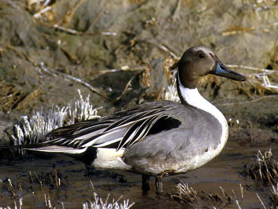 northern pintail