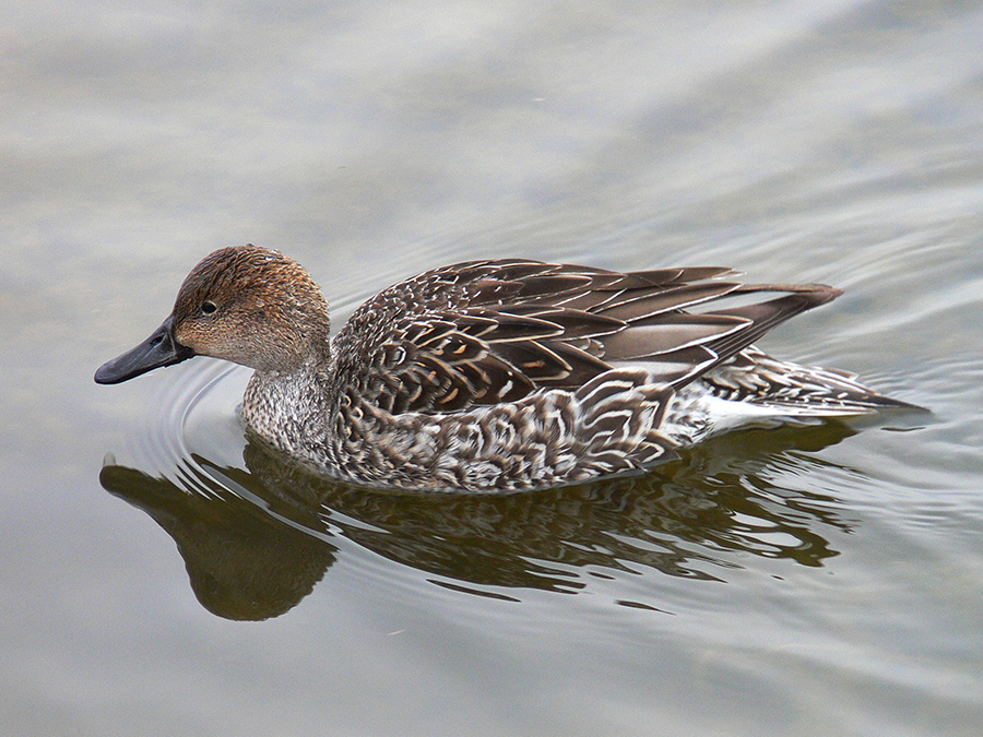 northern pintail