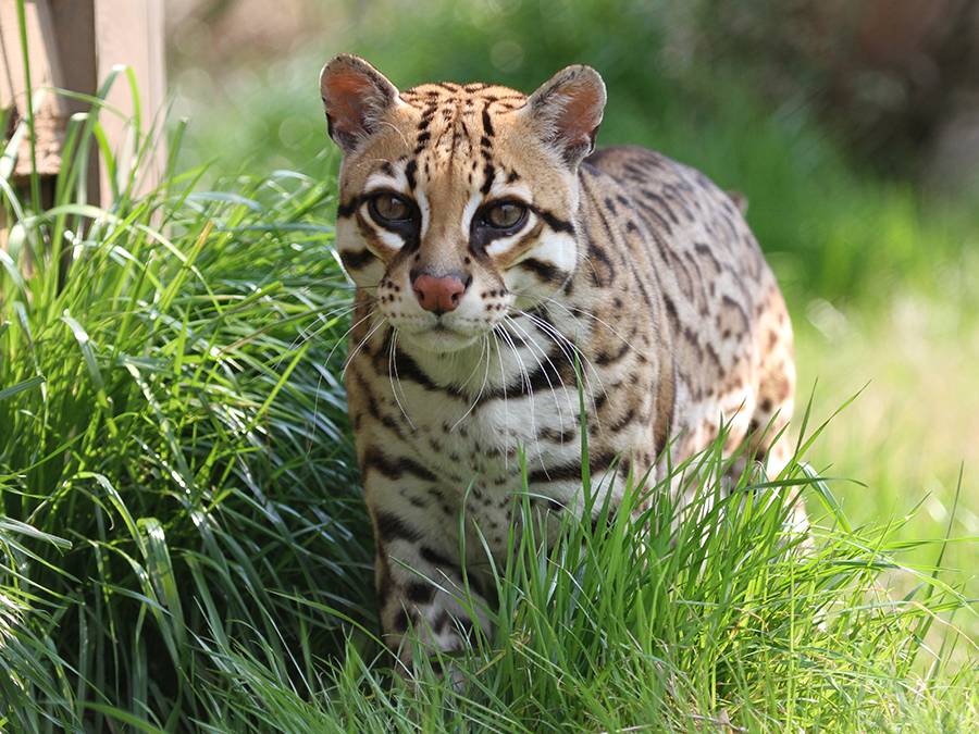 ocelot