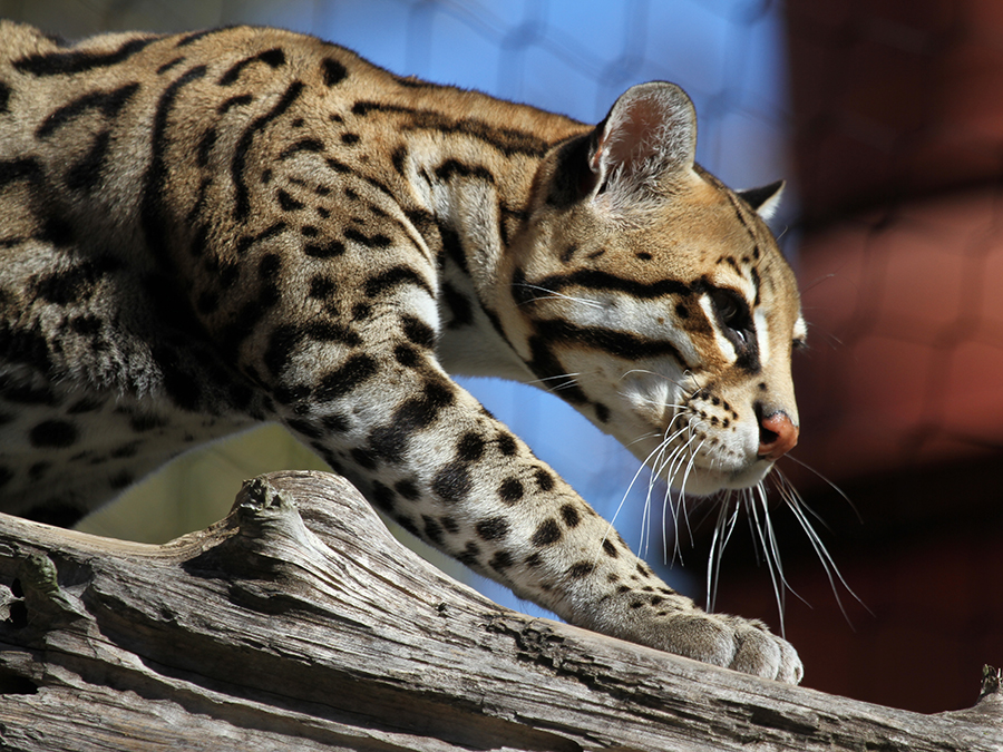 Ocelot