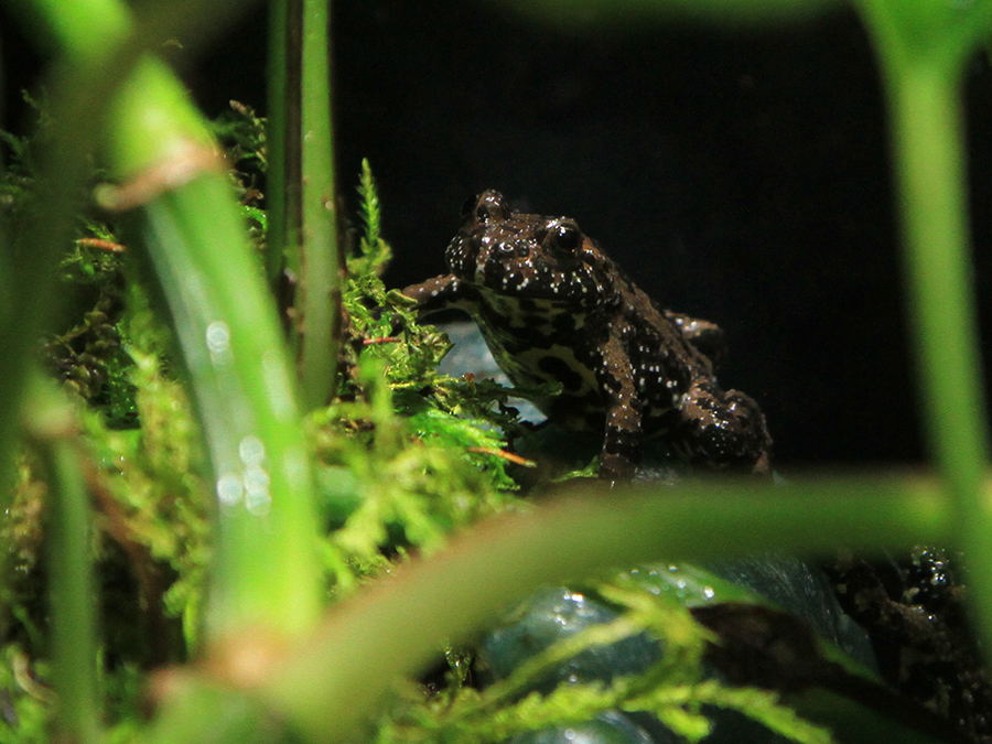 oriental fire-bellied toad