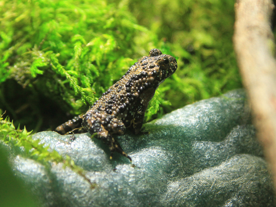 oriental fire-bellied toad