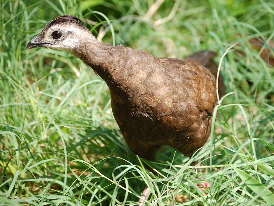 female Palawan peacock pheasant