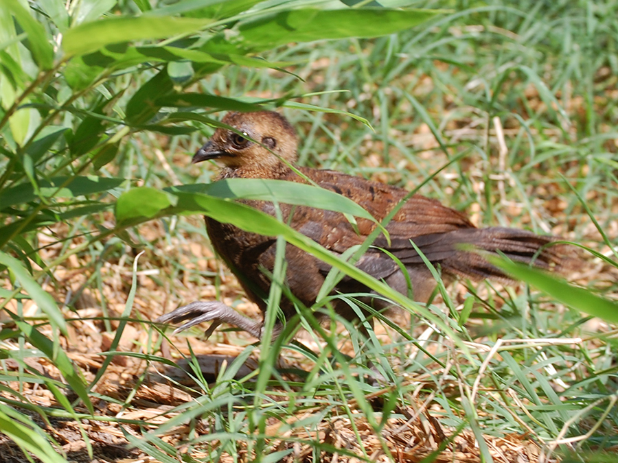 Palawan peacock pheasant chick