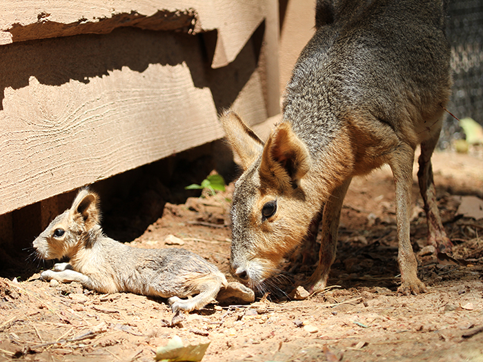 Patagonian cavy