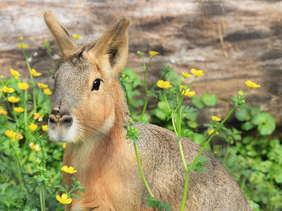 Patagonian cavy