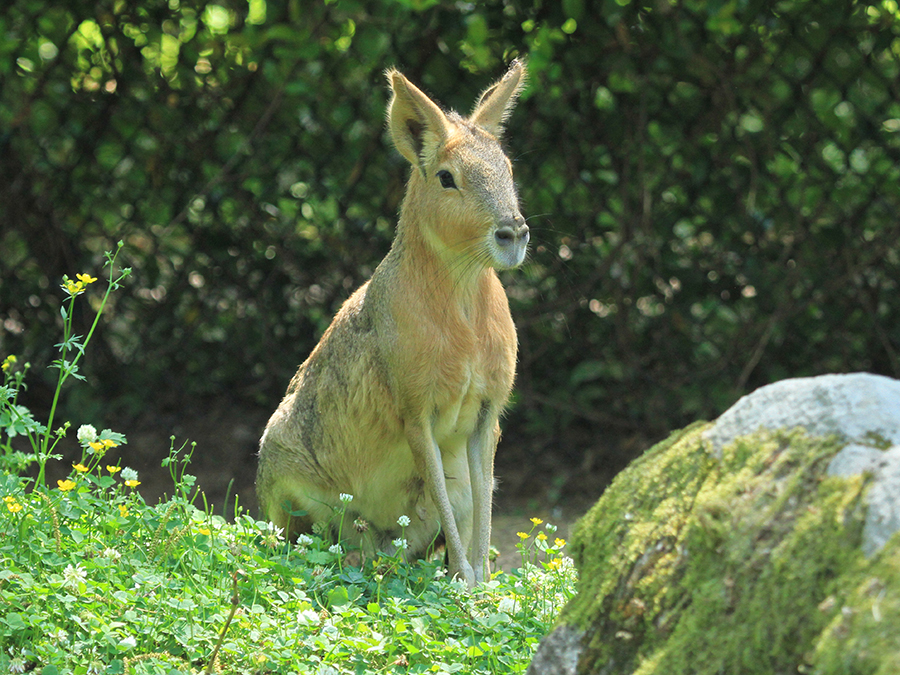 Patagonian cavy