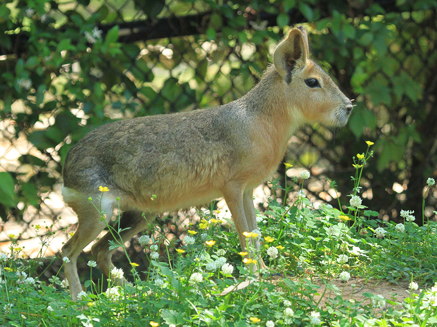 Patagonian cavy