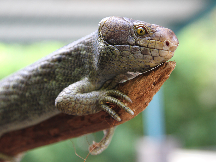 prehensile-tailed skink