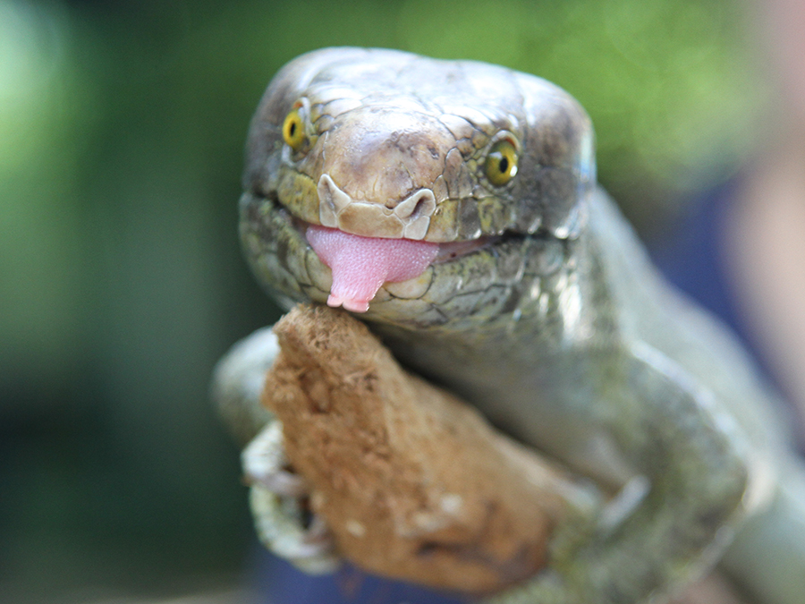 prehensile-tailed skink