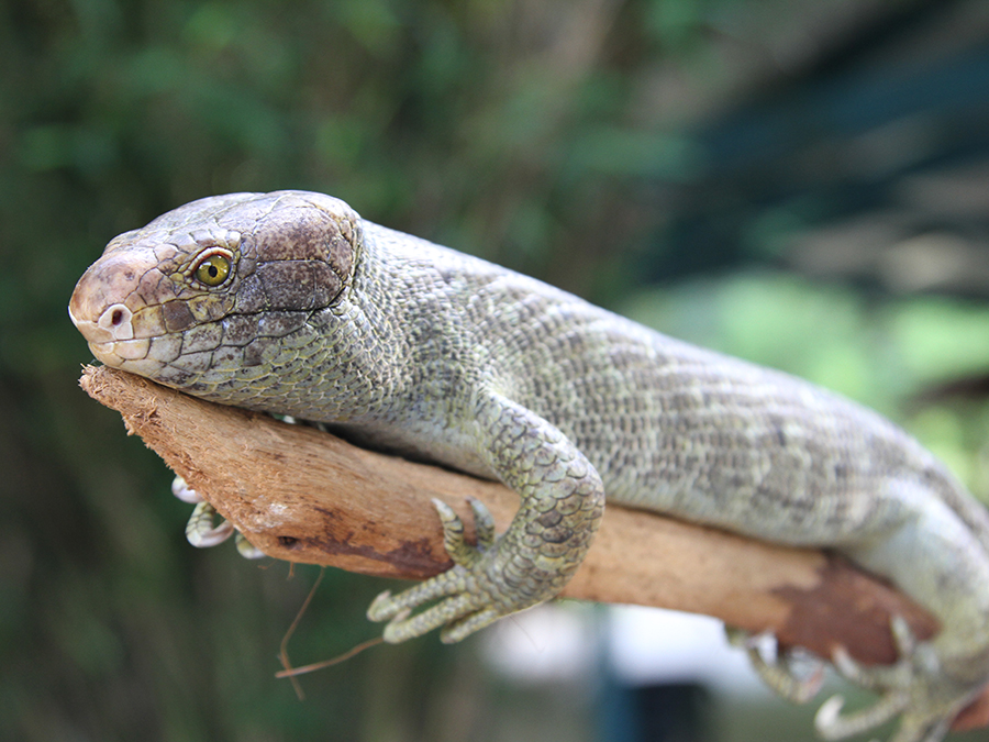 prehensile-tailed skink