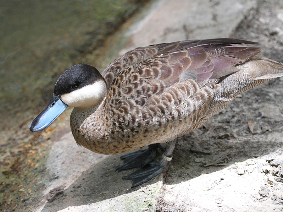 puna teal