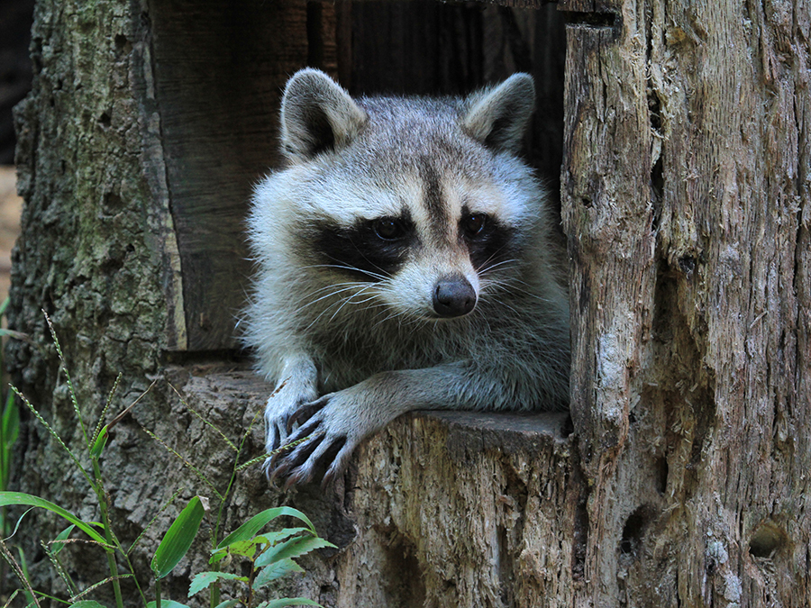 raccoon