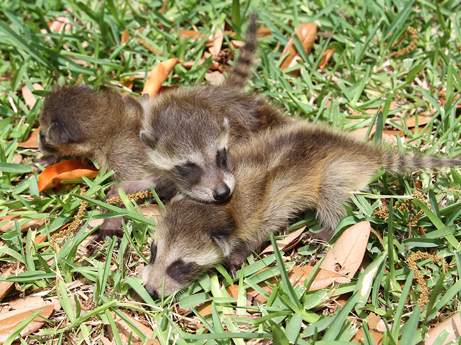 raccoon cubs