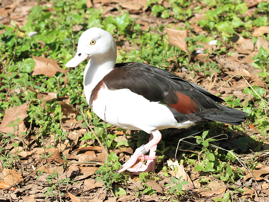 radjah shelduck