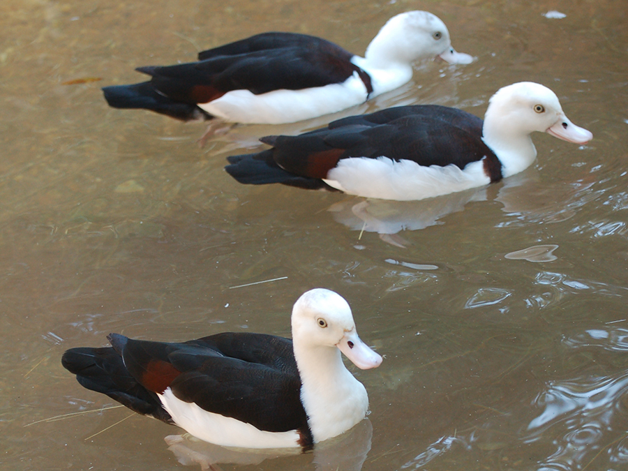 radjah shelduck