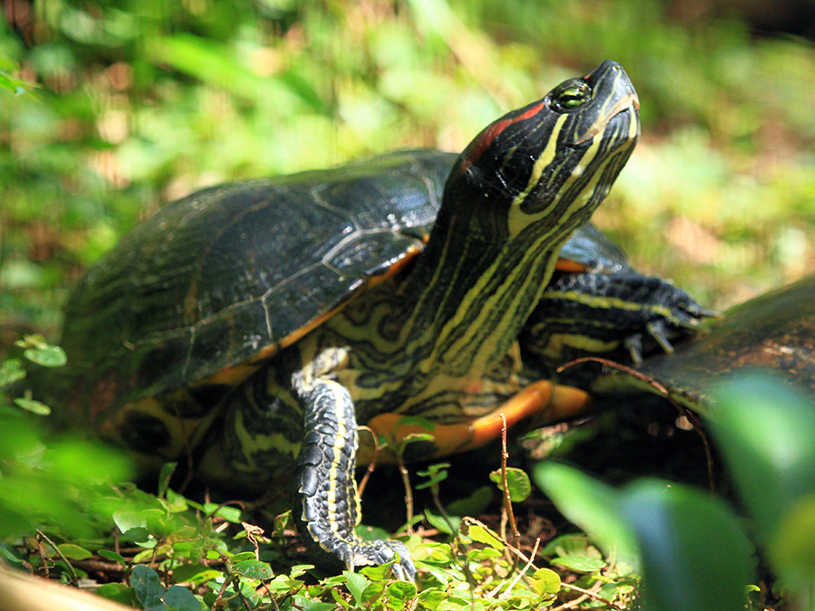 red-eared slider