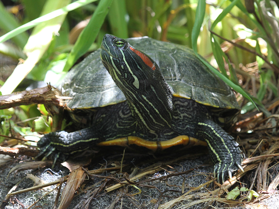 red-eared slider