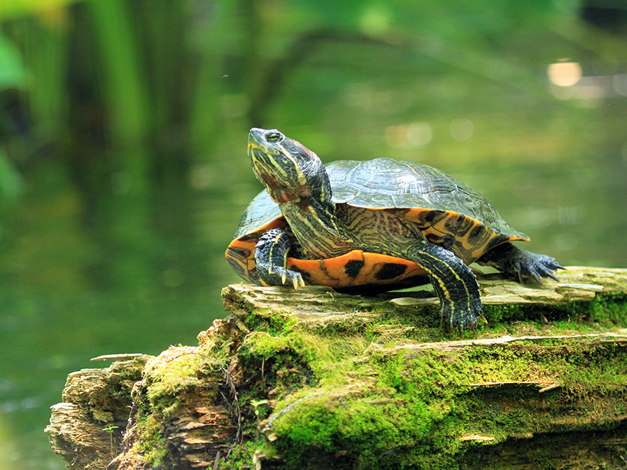 red-eared slider