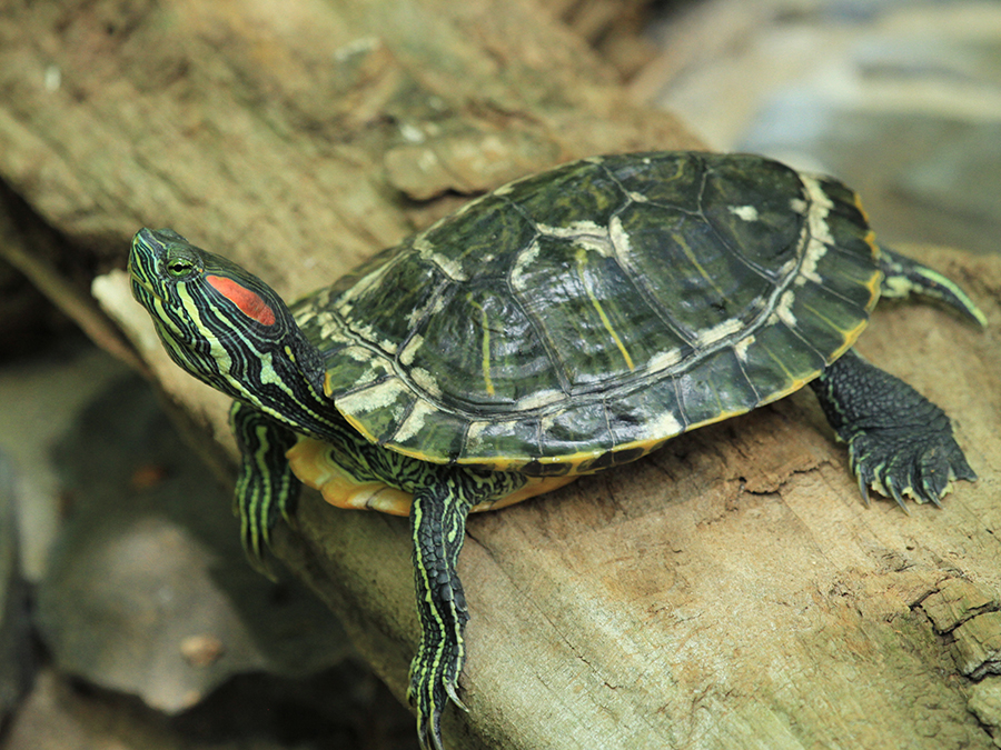 red-eared slider