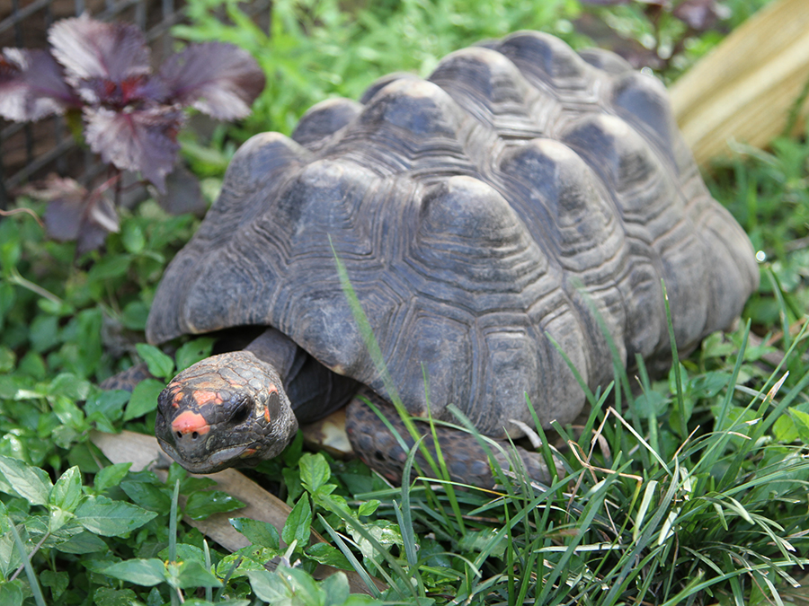 red-footed tortoise