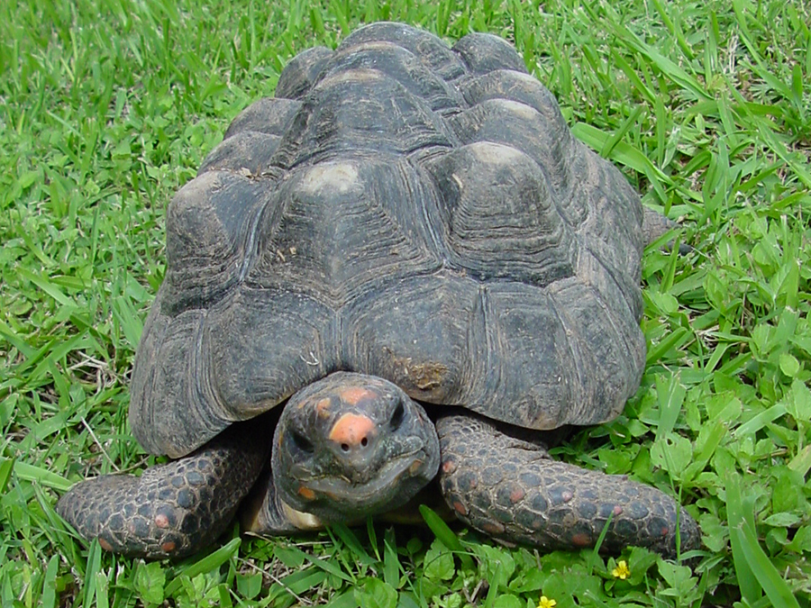 red-footed tortoise