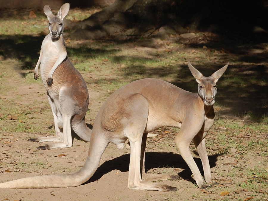 Red kangaroo