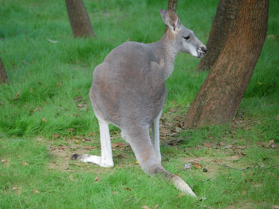 kangaroo